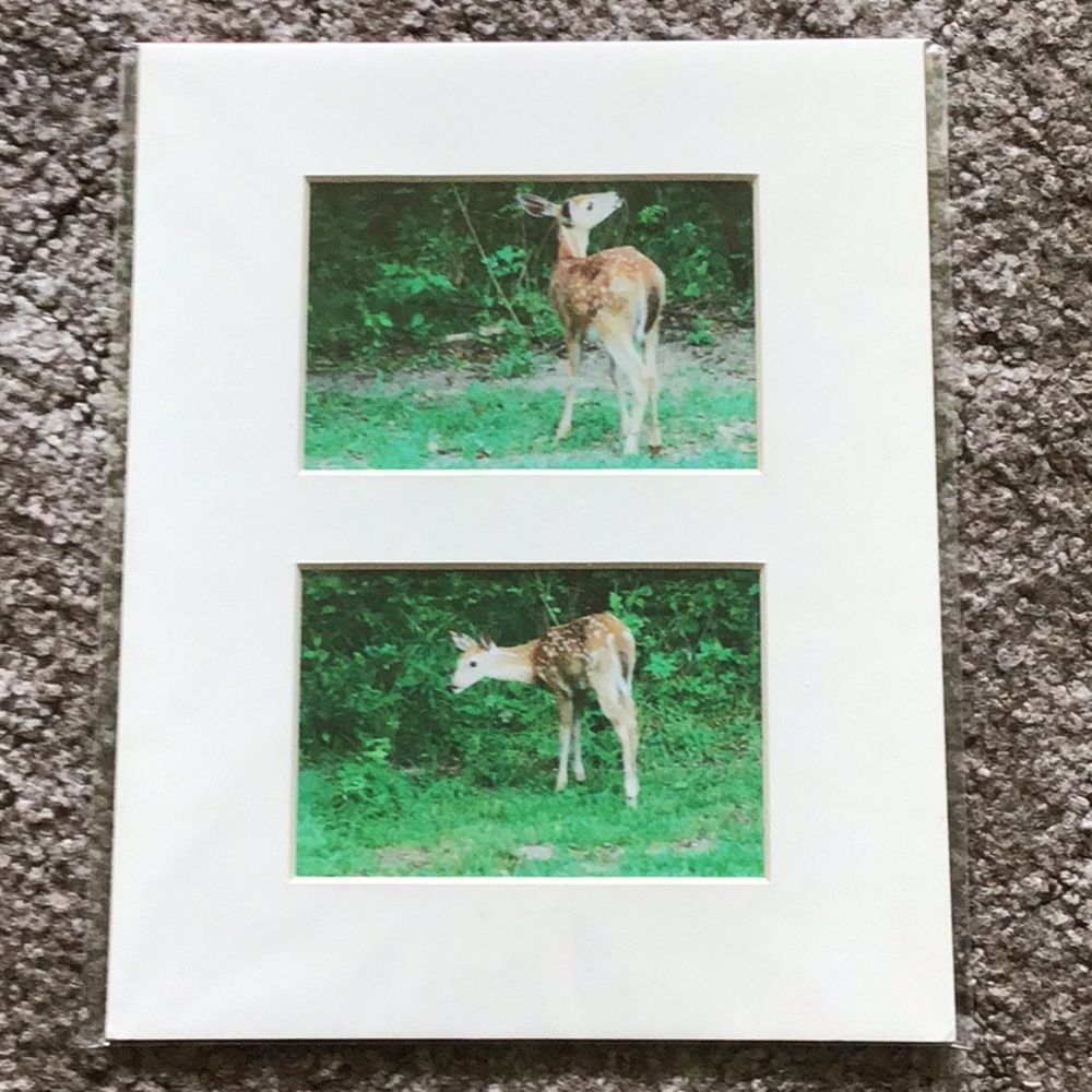 Baby Deer Pictures